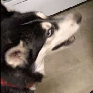 Meet your Posher, Nickolas